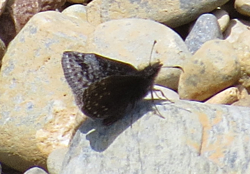 Erynnis icelus image