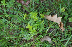Potentilla canadensis