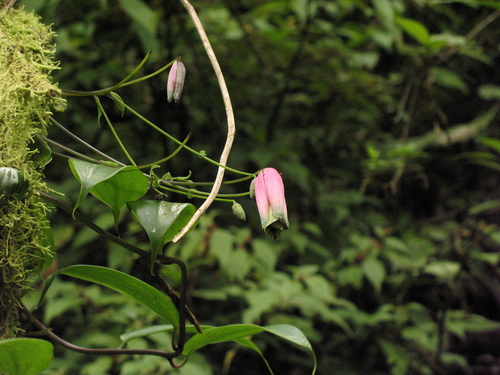 Bomarea carderi