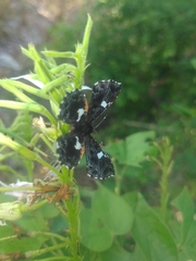 Calydna sturnula