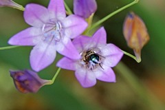 Eulonchus smaragdinus