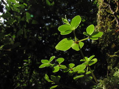 Peperomia tetraphylla