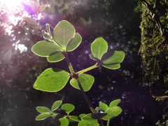 Peperomia tetraphylla