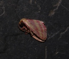 Leptostales laevitaria