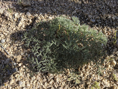 Lomatium mohavense