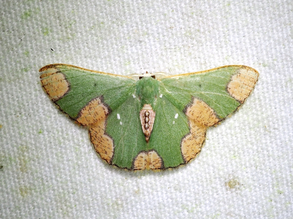 Oospila depressa