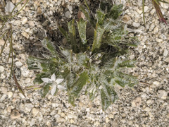 Loeseliastrum schottii