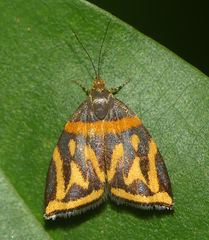 Hemerophila