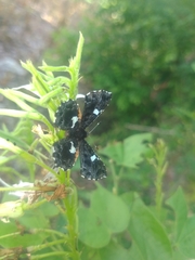 Calydna sturnula