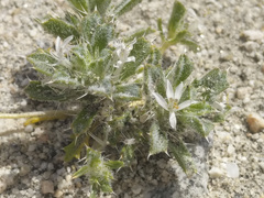 Loeseliastrum schottii