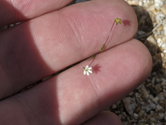 Nemacladus sigmoideus