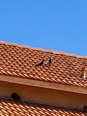 Columba livia domestica