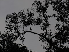 Lippia hirsuta