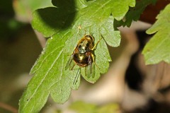 Eulonchus smaragdinus