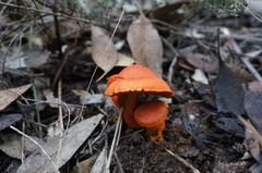 Cortinarius austrocinnabarinus