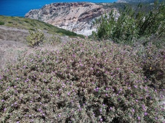 Centaurea calcitrapa calcitrapa