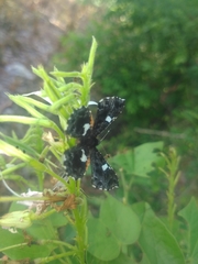 Calydna sturnula