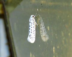Yponomeuta multipunctella