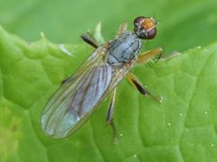 Norellisoma armipes