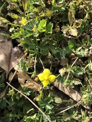 Potentilla erecta