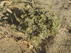 Lupinus shockleyi