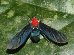 Psoloptera thoracica