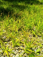 Carex bostrychostigma