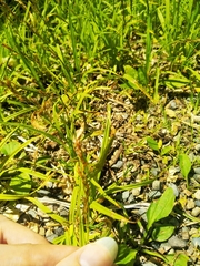 Carex bostrychostigma