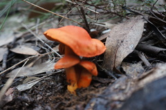 Cortinarius austrocinnabarinus