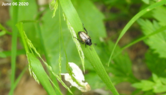 Phyllopertha diversa