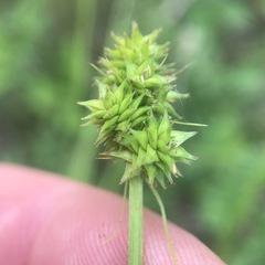 Carex mesochorea
