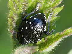 Otiorhynchus gemmatus