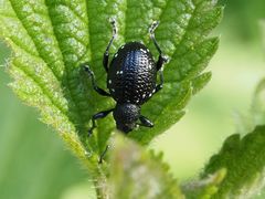 Otiorhynchus gemmatus