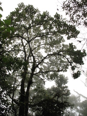 Aegiphila bogotensis