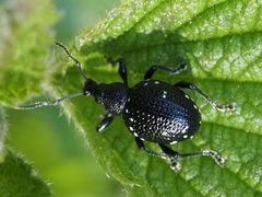 Otiorhynchus gemmatus