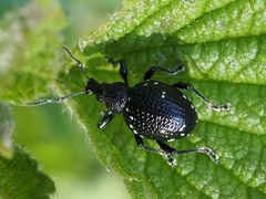 Otiorhynchus gemmatus