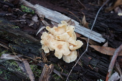 Collybia eucalyptorum