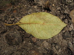 Aegiphila bogotensis