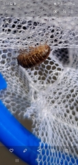 Armadillidium vulgare