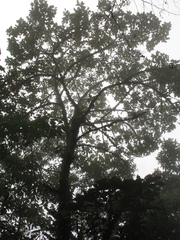 Aegiphila bogotensis