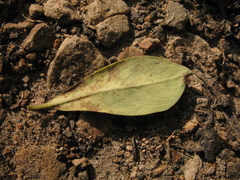 Escallonia discolor