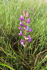 Oxytropis lambertii