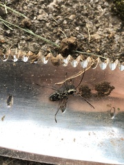 Sarosesthes fulminans