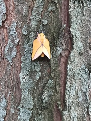 Syssphinx bisecta