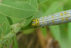 Catocala amestris