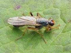 Norellisoma armipes