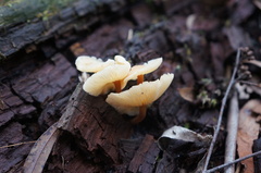 Collybia eucalyptorum