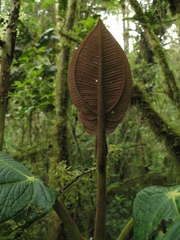 Meriania macrophylla peltata