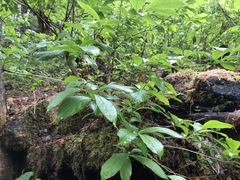 Lonicera involucrata