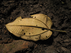 Meriania macrophylla peltata